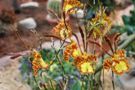 Psychopsis Mariposa